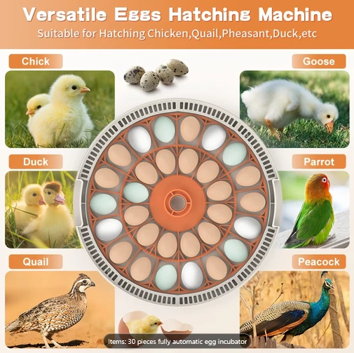 The Fully Automatic Incubator Is Designed for Hatching Chicken Eggs.